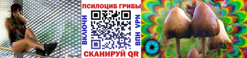 дарнет шоп  Павловская  Галлюциногенные грибы Cubensis 